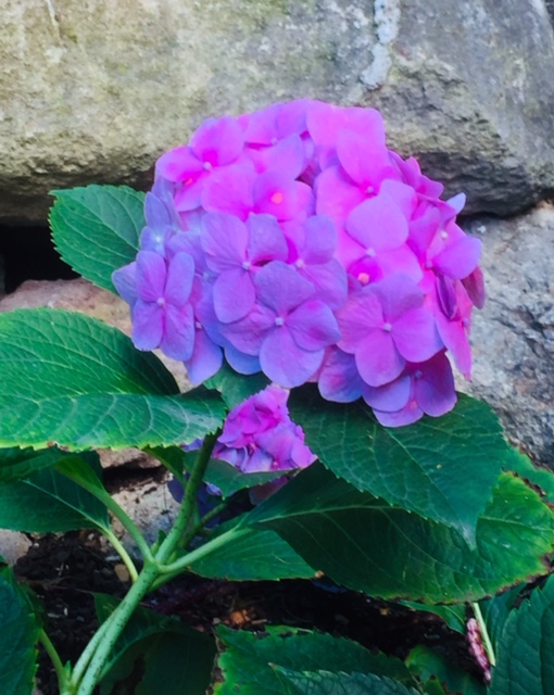 Hydrangea